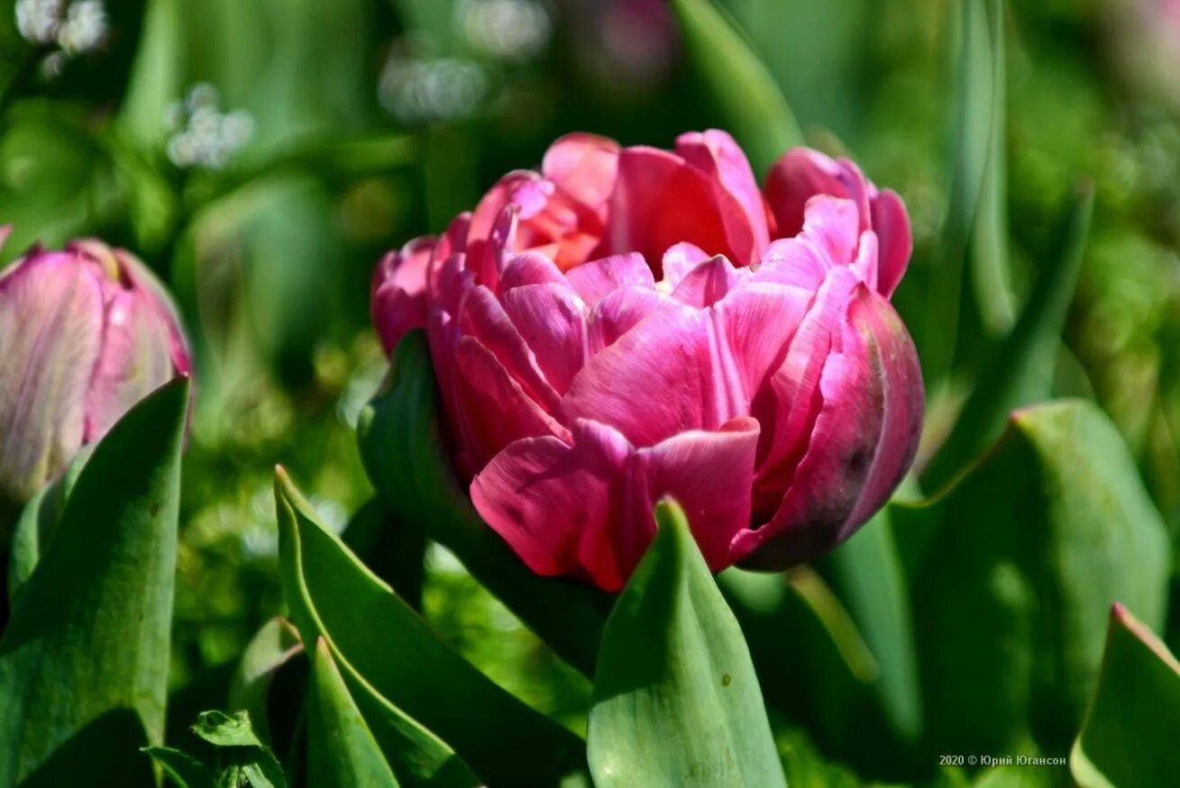 Цветущие тюльпаны в сочи. Теплица тюльпан. Никитский ботанический сад в крыму тюльпаны. Сочинские тюльпаны. Тюльпаны в теплице.