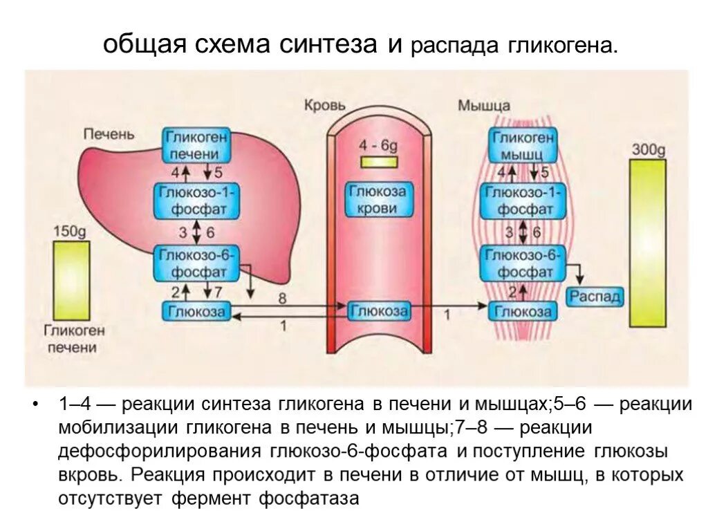 Глюкоза гликоген реакция. Синтез и распад гликогена биохимия. Схема реакций расщепления гликогена. Схема синтеза и распада гликогена. Схема обмена гликогена биохимия.