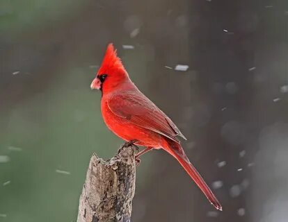 Red bird