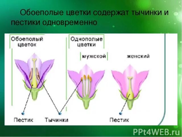 Обоеполые и раздельнополые цветки. Типы цветков обоеполые. Растения с обоеполыми цветками. Обоеполые цветки и однополые цветки. Признаки обоеполых