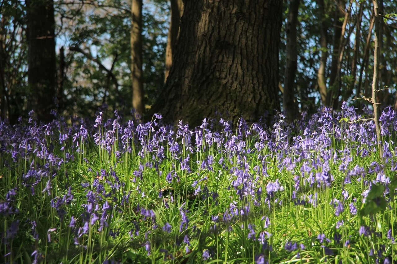 Хэмпшир Англия Колокольчиковый лес. Колокольчик Англия. Kinclave Bluebell. Колокольчик Лесной.