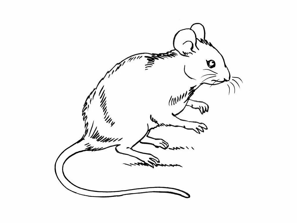 В. Мышь полёвка описание. "мышонок пик". Мышка картинки для детей нарисованные. Стихотворение про мышку для детей.