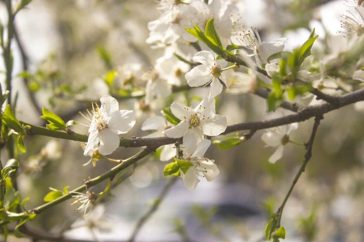 я очень люблю весну и когда