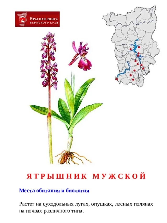 Название растений занесенных в красную книгу. Растения занесенные в красную книгу рисунки. Растения занесенные в красную книгу рисунки. Красная книга россии растения рисунки. Растения занесенные в красную книгу рисунки.