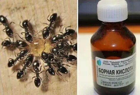 Приманка с борной