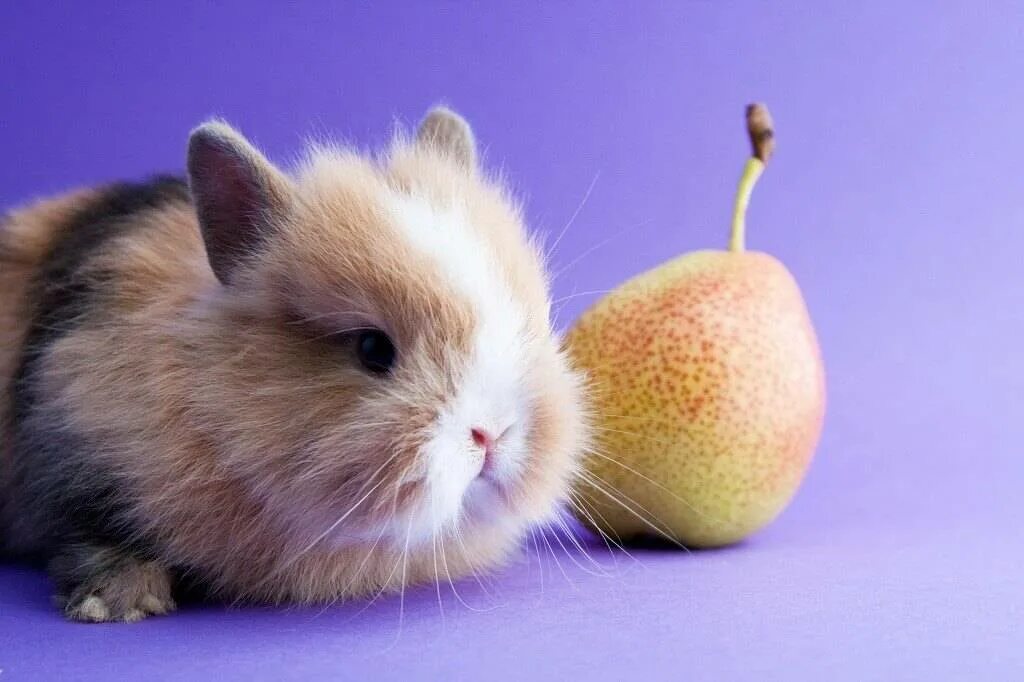 Можно кролику яблоко. Кролик с яблоками. Кролик с грушей. Кролик с фруктами. Кроличье яблоко.