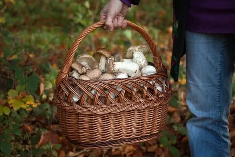 Collecting mushrooms