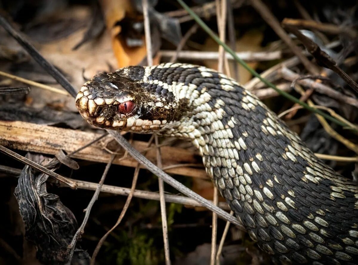 Змеи в степи. Степная гадюка (Vipera Ursini Bonaparte). Обыкновенная Степная гадюка. Степная гадюка (Vipera ursinii). Степная гадюка (Vipera Renardi).