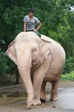 White Elephants (Yangon (Rangoon)) - 2021 What to Know Before You Go (with Photo