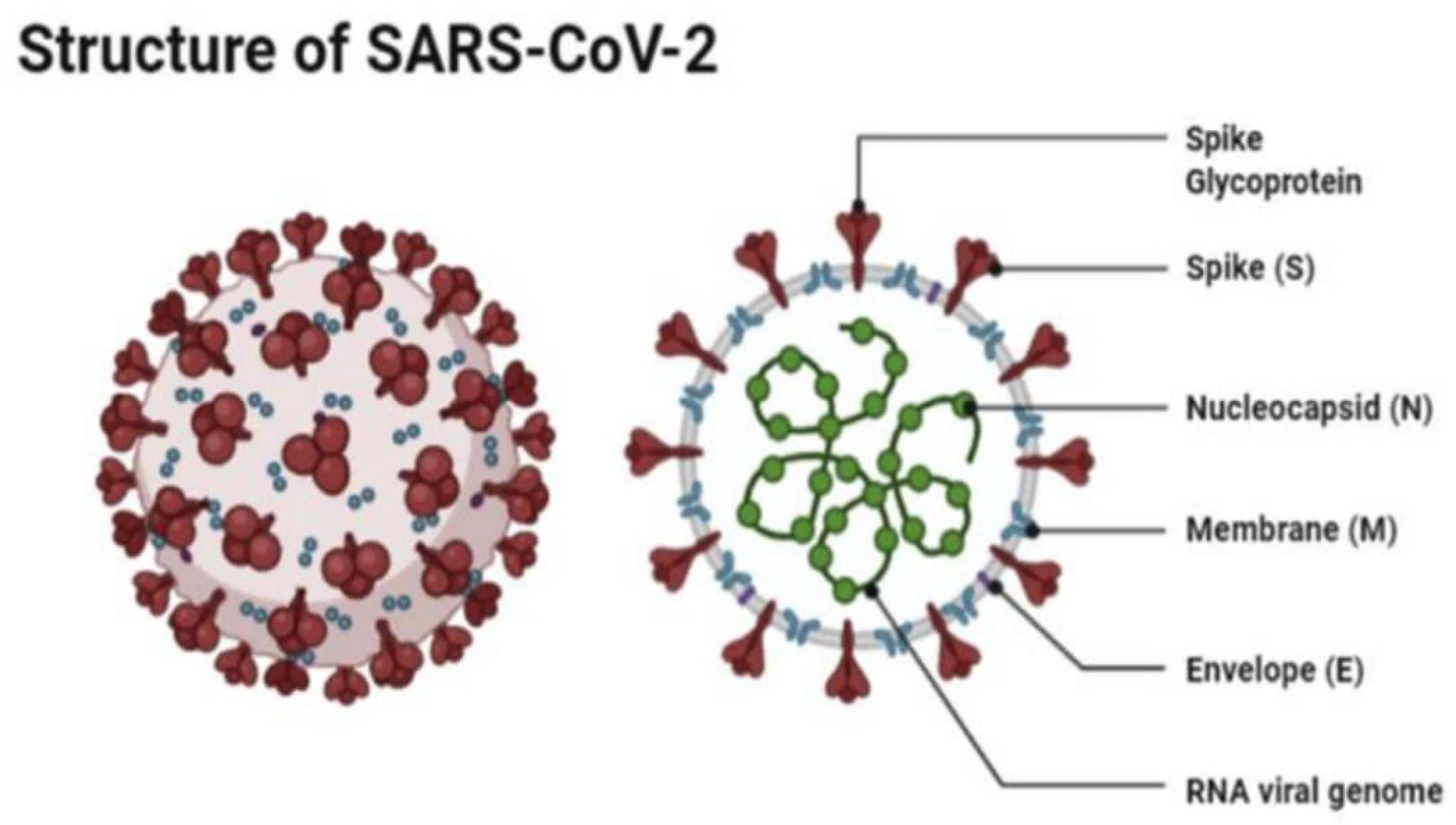 Чем отличается ковид 19. РНК SARS-cov-2. Строение вируса SARS-cov-2. Структура SARS-cov-2. Вирус SARS cov изображение.