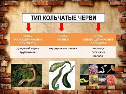 Признаки червей плоские круглые кольчатые