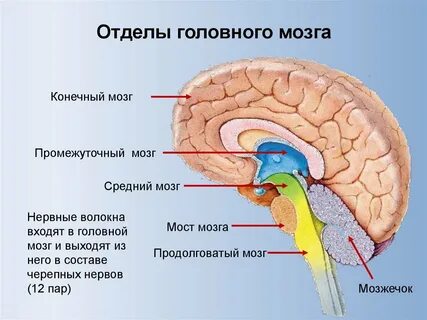 Древний отдел головного мозга