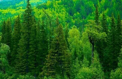 Лесная зона представлена