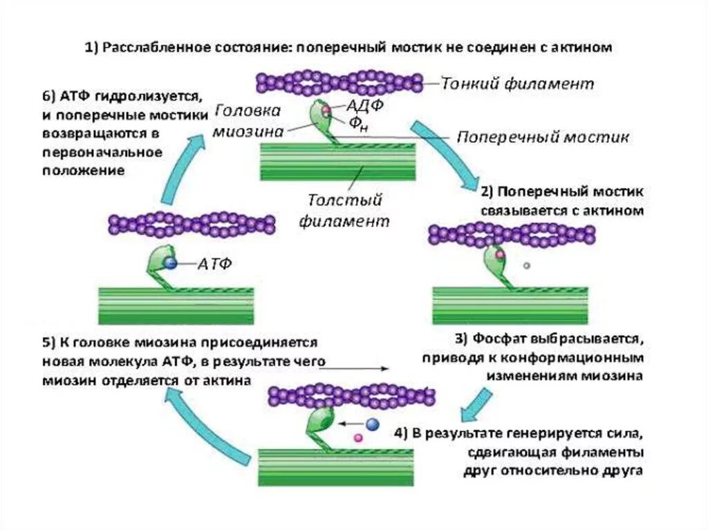 Клетки б укорачивание. Механизм сокращения мышечного волокна схема. Схема мышечного сокращения биохимия. Схема цикла мышечного сокращения. Механизм мышечного сокращения биохимия схема.