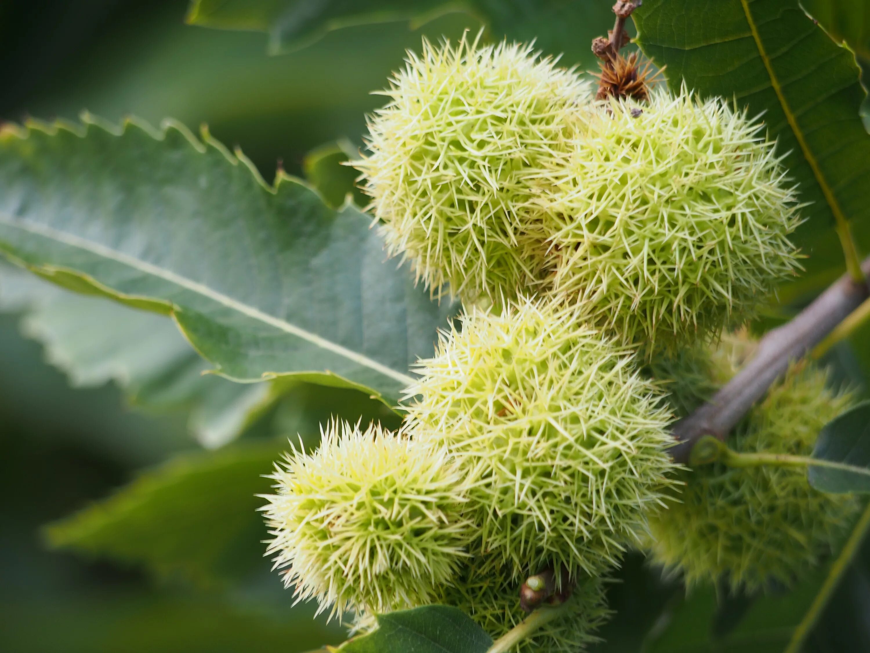 Какие листья сладкие. Каштан посевной (Sweet Chestnut). Каштан съедобный (Castanea Sativa)*. Каштан японский городчатый. Каштан Марони.