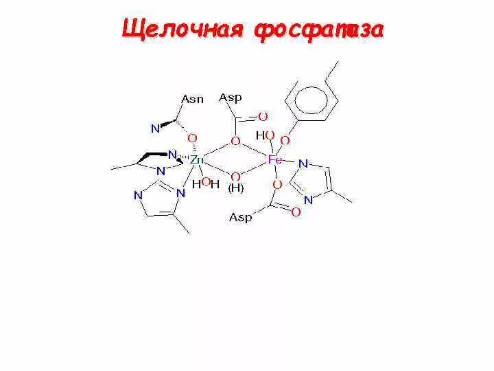 Фосфатаза биохимия. Щелочная фосфатаза формула химия. Химическое строение фосфатазы. Щелочная фосфатаза структура. Кислая фосфатаза строение.