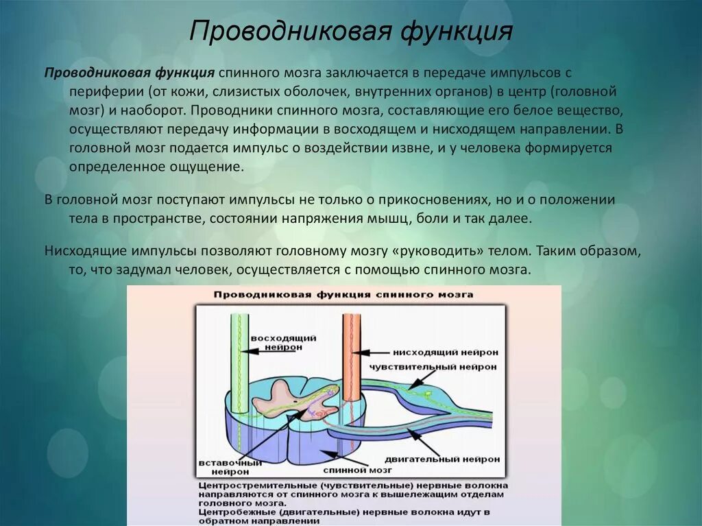 Вещество спинного мозга выполняющие проводниковую функцию. Проводниковая функция спинного мозга. Функции спинного мога проводниковая рефлекторная. Проводниковой функции спинного мозга осуществляется. Рефлекторная и проводниковая функции спинного мозга.