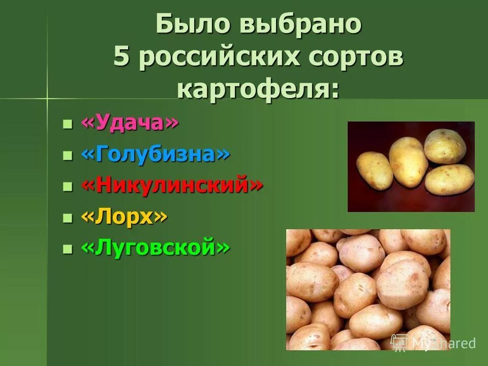 Сортовой картофель. Описание картофеля. Картофель культурное растение. Картофель презентация. Картофель легенда описание сорта