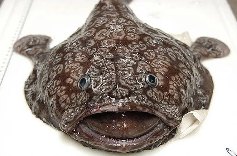 Морская Головастая рыба. Самая страшная голова рыбы. Как называется рыба которая есть людей