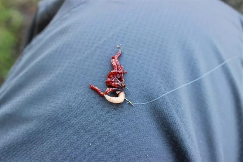 насадить мотыля на крючок. насадка мотыля пучковязом. способы насаживания мотыля на мормышку. насаживатель для мотыля на крючок. насаживание мотыля на крючок.