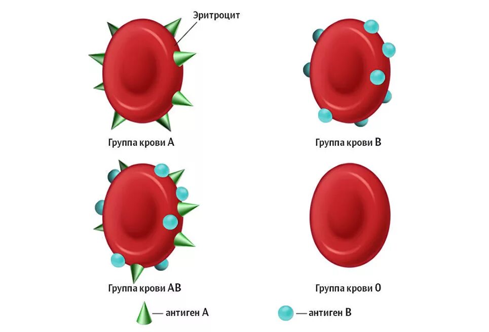 Антиген эритроцитов первой группы крови. 1 Группа крови антигены и антитела. Антигены эритроцитов 1 группы крови. Антигены 4 группы крови. Какие антигены у 1 группы крови.