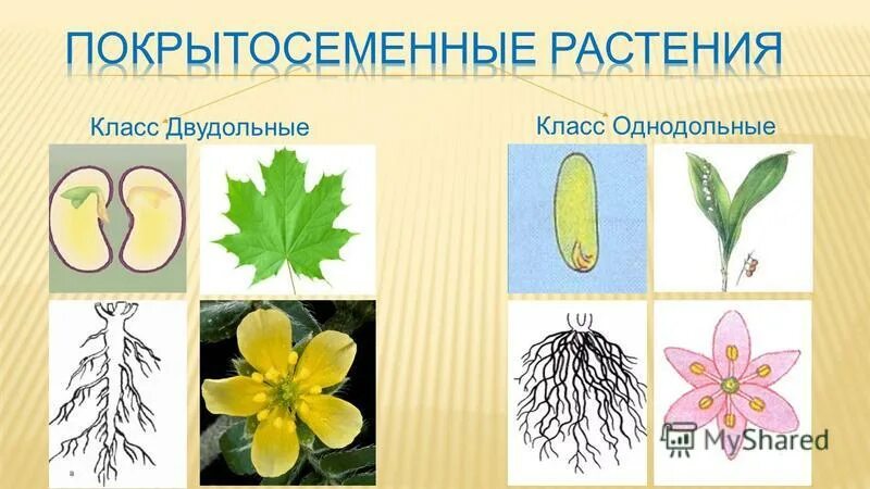 Классы покрытосеменных однодольные и двудольные. Двудольные цветковые растения. Двудольные Покрытосеменные растения. Покрытосеменные класс двудольные. Покрытосеменные растения Однодольные и двудольные.