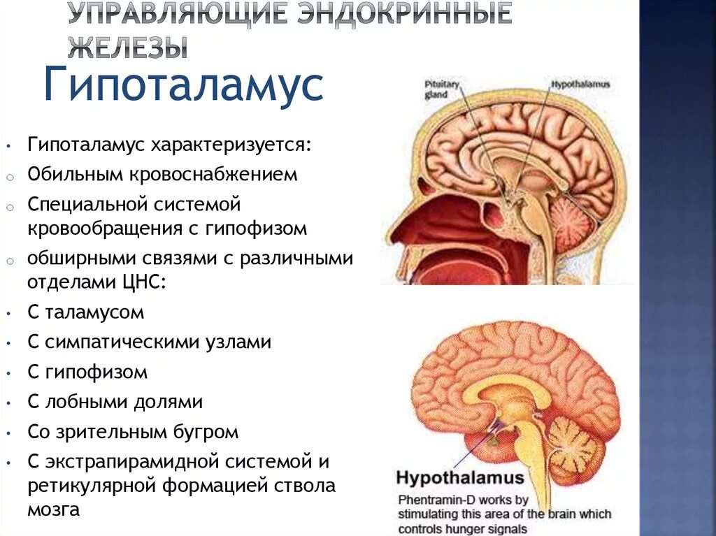 Гипофиз относится к. Гипоталамус за что отвечает. Гипоталамус это железа. Гипофиз за что отвечает. Функции гипоталамуса головного мозга.