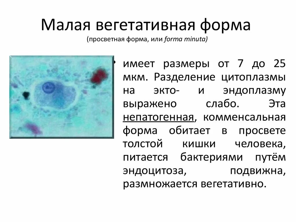 Вегетативная форма дизентерийной амебы. Дизентерийная амеба строение рисунок. Просветная форма дизентерийной амебы. Дизентерийная амеба. Жизненные формы дизентерийной амебы.