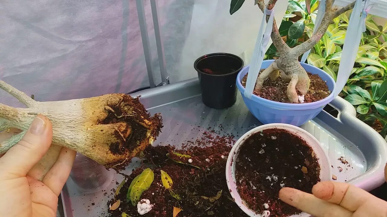 Каудекс у черенков адениума. Адениумы пересадка. Адениум пересадка. Грунт для адениума. Адениум когда пересаживать.