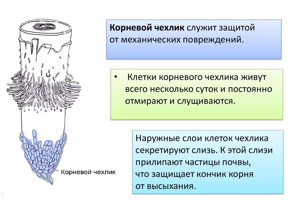 Каково значение корневого. Клетки чехлик корня. Клетки корневого чехлика. Корень корневой чехлик. Клеткикорневого чехлмкс это.