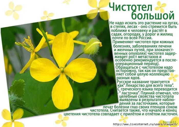 Чистотел при кожных. Лекарственные растения чистотел. чистотел описание растения. чистотел доклад. чистотел большой информация.
