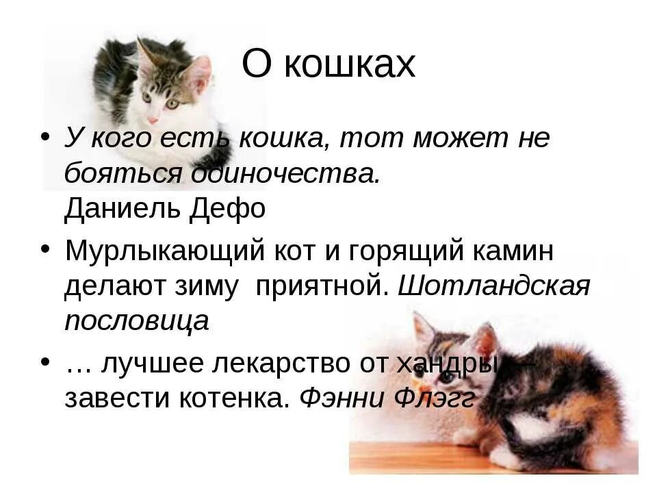 Почему кошка домашнее животное