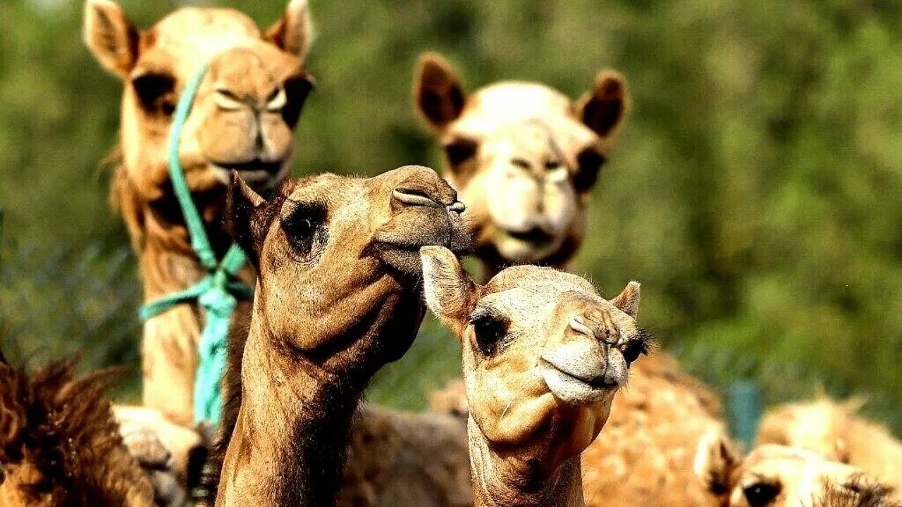 Camel beautiful