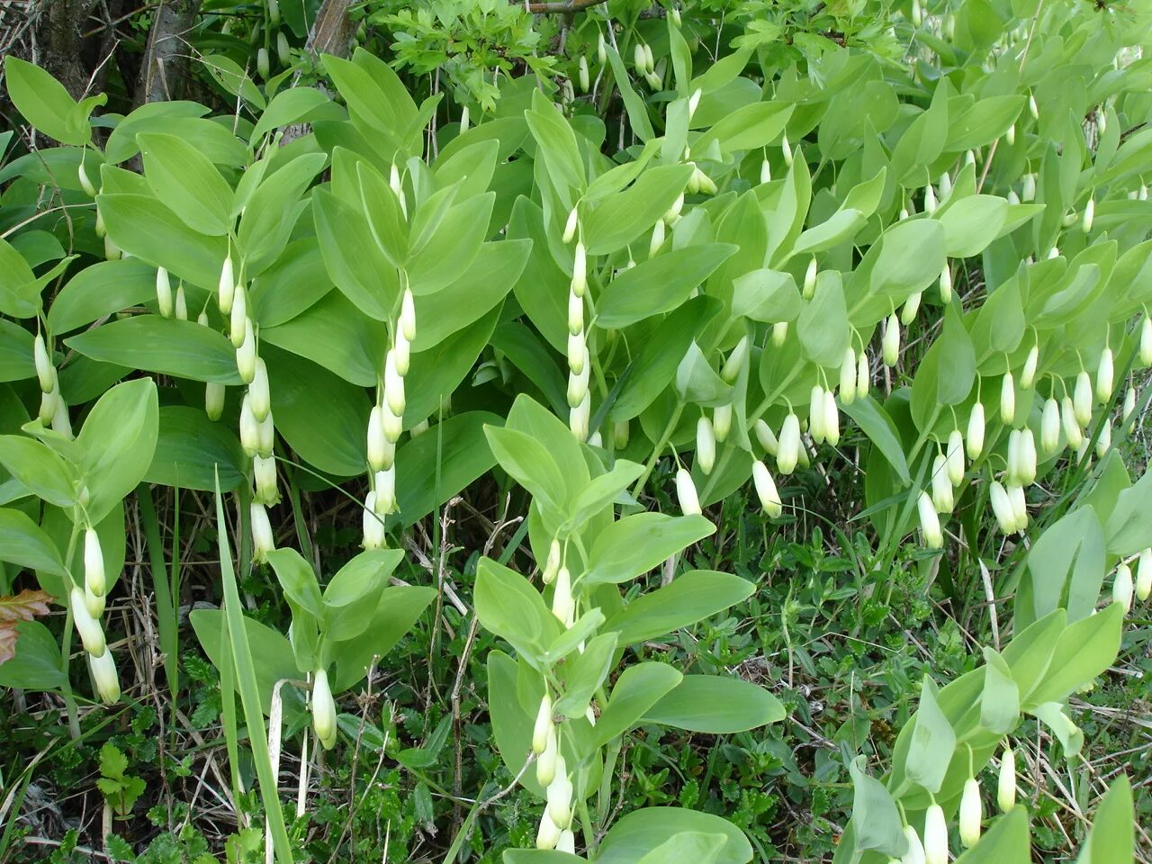 Это растение было притягательным для итальянских женщин. Купена (Polygonatum). Купена душистая. Polygonatum odoratum - купена душистая.