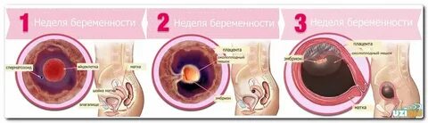 2 недели беременности от зачатия что происходит