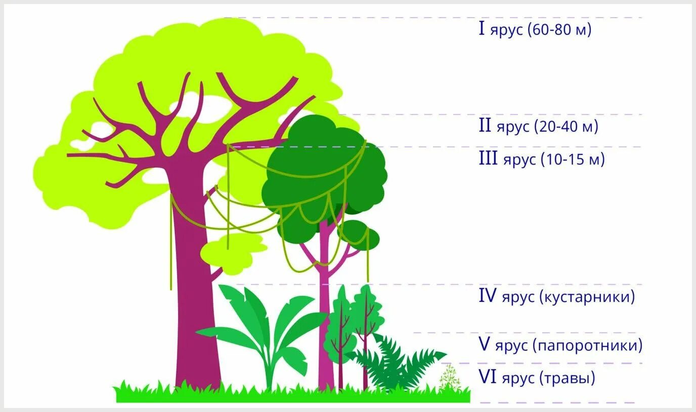 Гилеи ярусность. Ярусность тропического леса. Ярусность влажных экваториальных лесов Африки. Ярусы Гилей. Тропические леса ярусы