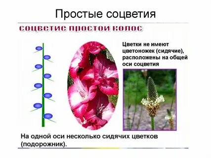Растения имеющие цветки называют