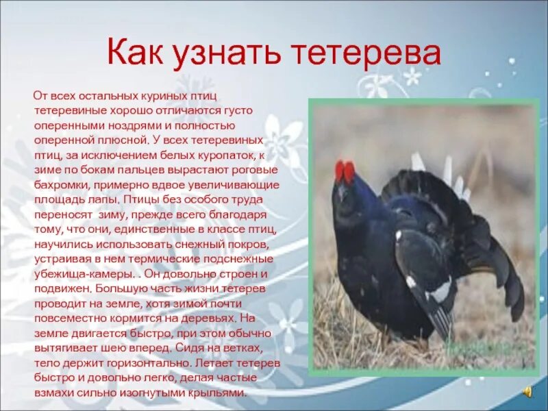 Пересказ от тетерева. Тетерев фото и описание. Пересказ от тетерева. Тетерев описание. Пересказ от тетерева.