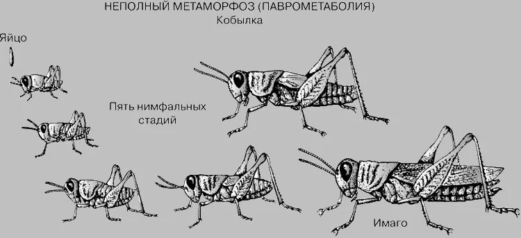 Какое развитие у саранчи. Цикл развития кузнечика схема. Прямокрылые цикл развития. Стадии развития кузнечика схема. Жизненный цикл саранчи.