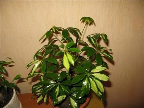 шефлера цветок опадают листья. шефлера опадают листья. шефлера цветок опадают листья. шефлера цветок опадают листья. шефлера цветок опадают листья.