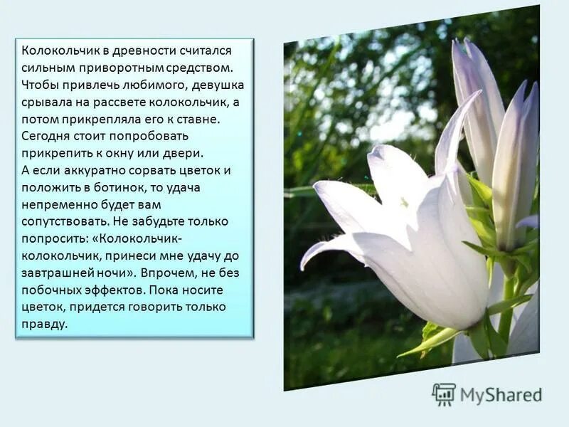 Нарцисс всегда возвращается. Нарцисс для 2 класса окружающий мир. Нарцисс mother duck. Детский портрет с нарциссом. Нарцисс психология.