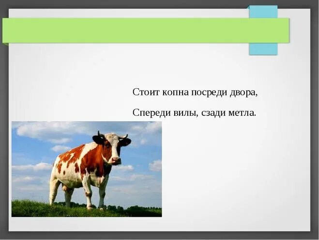 Что пьет корова загадка. Загадка про корову. Загадка про корову для детей. Короткая загадка про корову. Загадки о животных корова для детей.