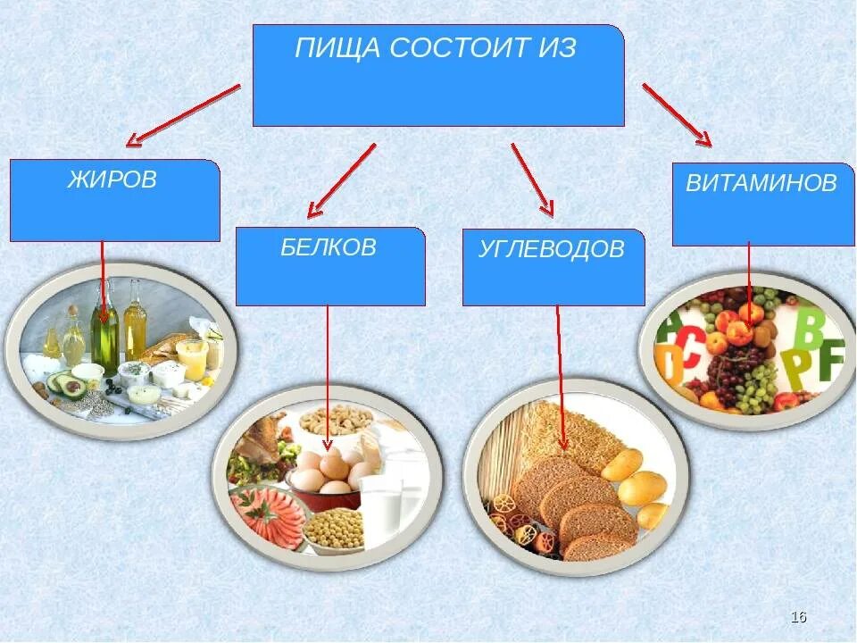 Питание белки жиры углеводы витамины