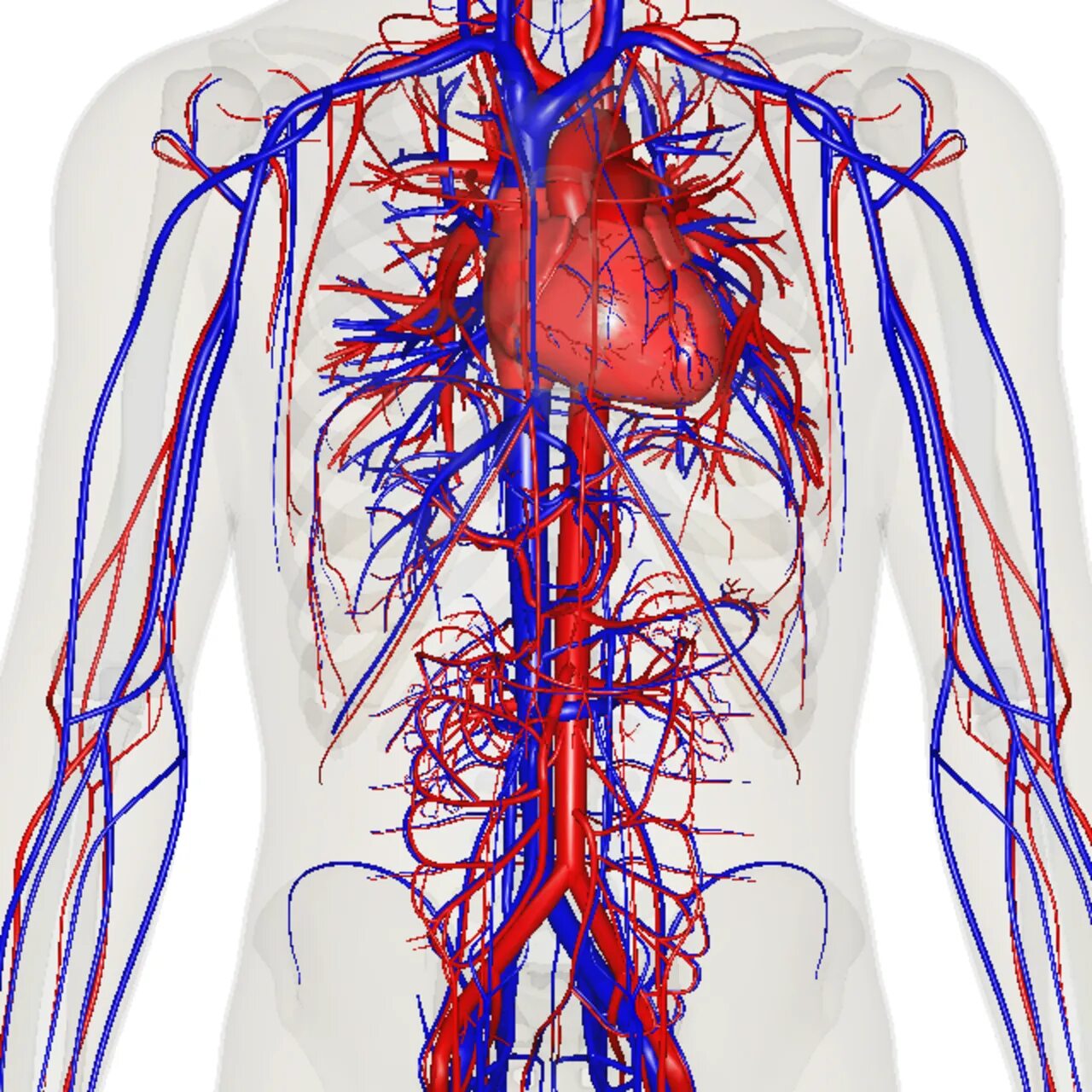 Сосудистая система человека образована сосудами трех. Сосудистая система человека анатомия венозная. Система кровообращения артериальная система. Вены и артерии человека анатомия.
