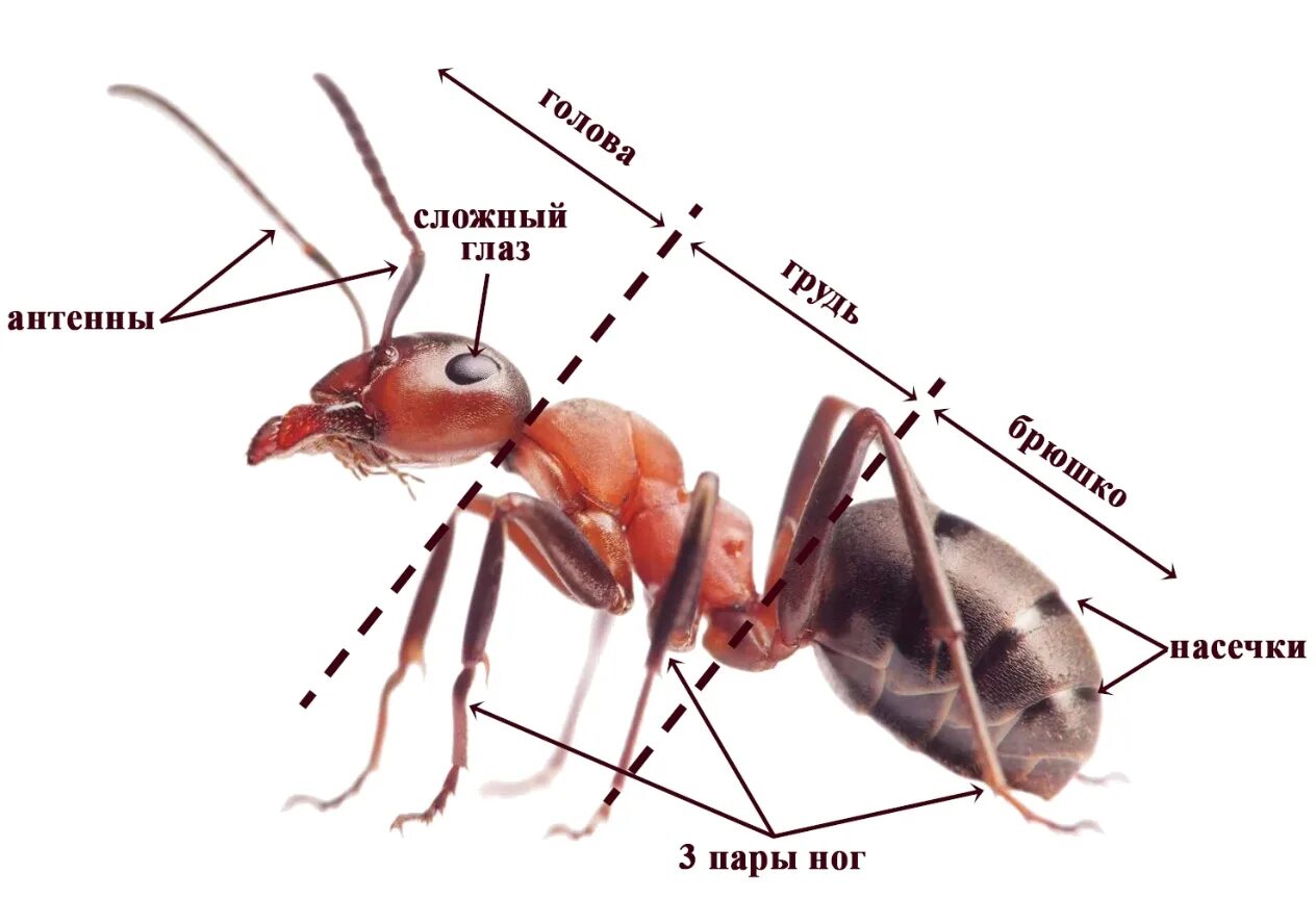 У паукообразных две пары усиков. Внутреннее строение муравья схема. Строение насекомых. Строение тела насекомых. Внешнее строение насекомых.