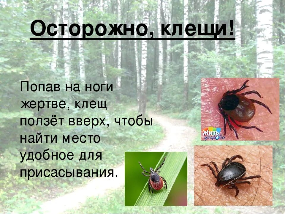 Клещи в хвойном лесу. Осторожно клещи. Осторожно клещи презентация.