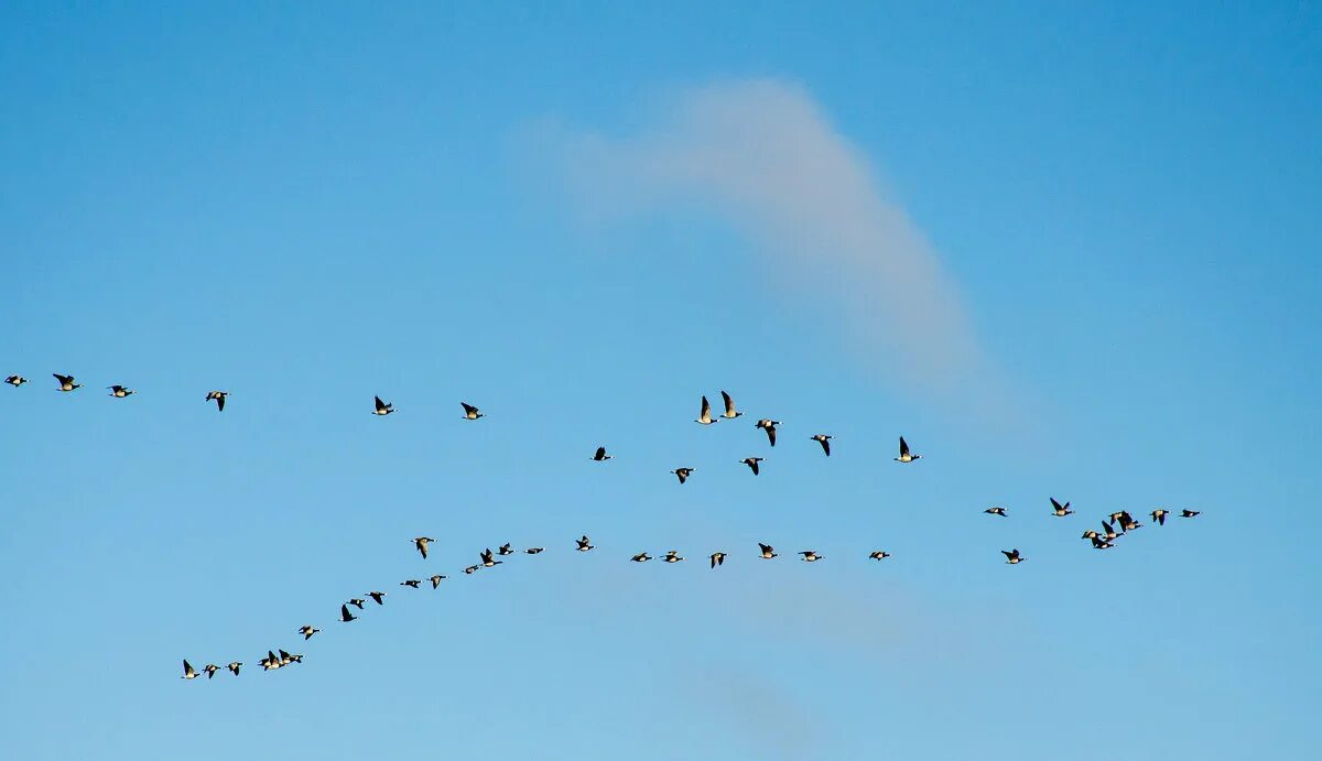 Птицы летающие на юг. Утки в небе. Стая уток. Утки улетают на Юг. Стая уток в небе.
