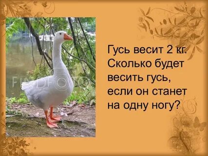 Гусь сколько кг мяса