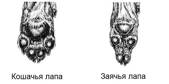 Пальцы у собак на передних лапах. Лапа кролика строение. Строение лапы зайца. Строение лапы собаки. Лапка кролика строение.