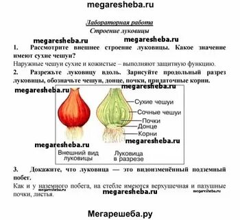 Лабораторная работа по биологии 10 класс ферменты